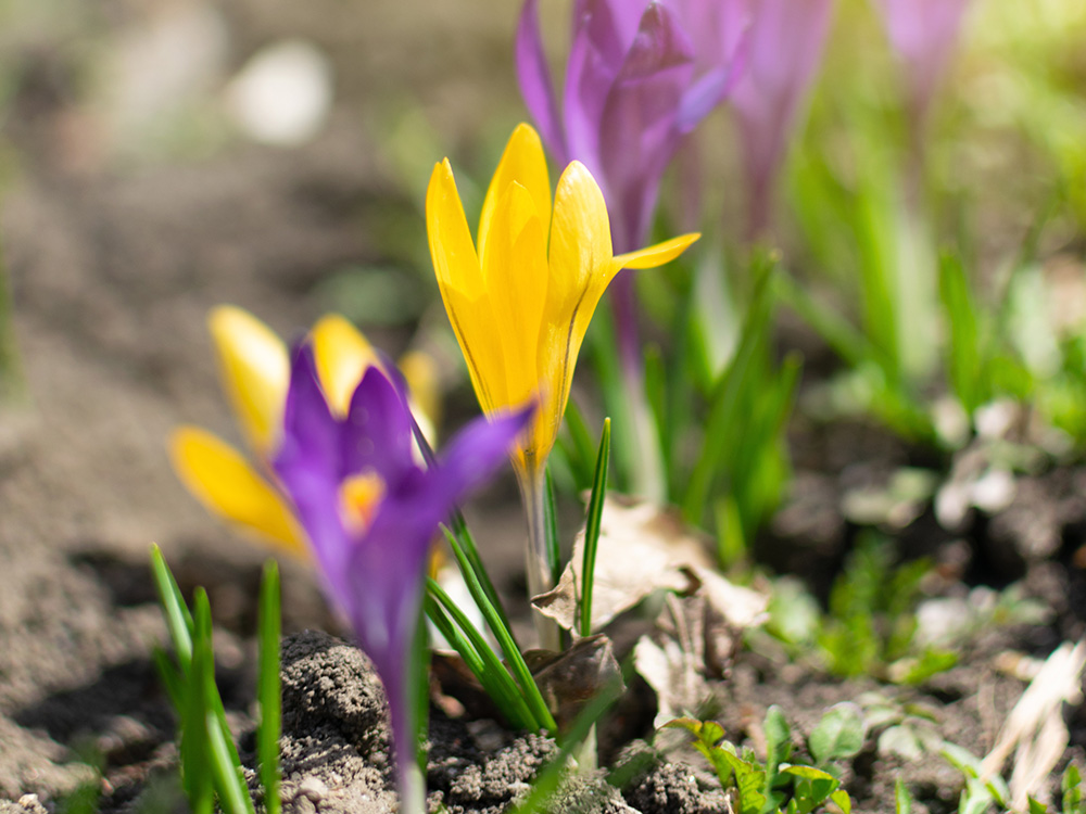 Nahaufnahme von blühenden Krokusblumen in einem Garten. Die Blumen sind hauptsächlich gelb und lila, wobei die gelbe Blume im Vordergrund am prominentesten ist. Der Hintergrund ist leicht verschwommen, was die leuchtenden Farben der Blumen betont. Erde und grüne Blätter sind ebenfalls sichtbar, was auf ein natürliches Freiluft-Setting hinweist.
